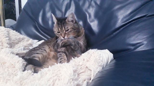 Kitty Lisa is washing her face!!!🐈🐈🐈 Киса Лиза умывается!!!🐈🐈🐈 смотреть онлайн