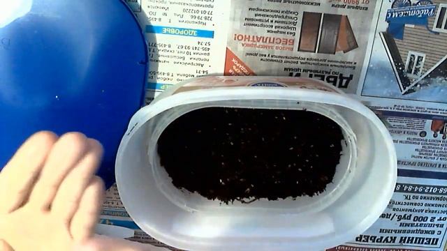 Сеем маттиолу (двурогую). Sow Matthiola (bicorn)