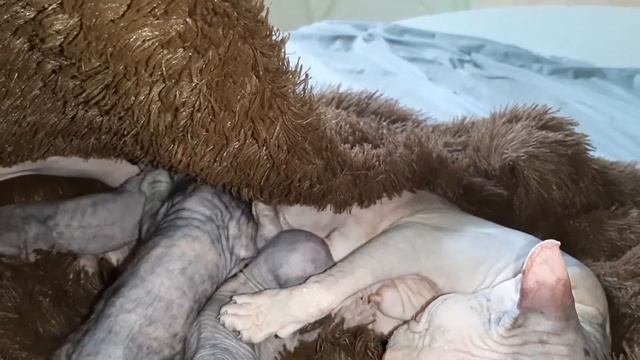 кошка сфинкс акотилась.кормит.