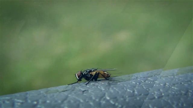 Звуки насекомых Мухи Фантастические звуки для монтажа смотреть онлайн