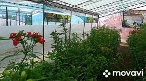 Альстромерия. Болезни и вредители альстромерии.