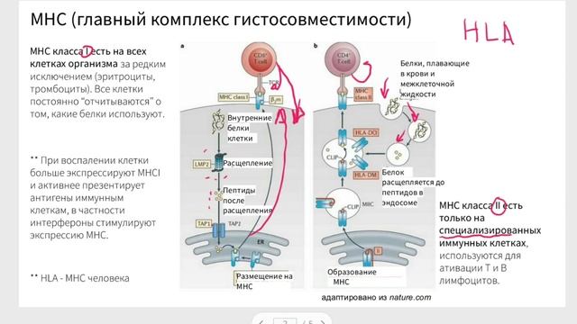 Главный комплекс гистосовместимости функции I и II типов, структура смотреть онлайн