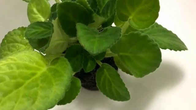 2 розетки у фиалки