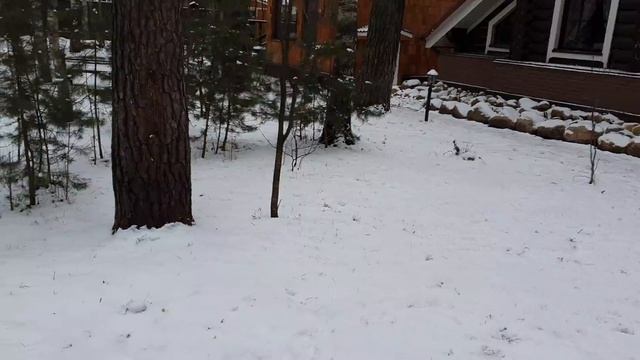 Алиса - лиса. Зачем давать лисе больше еды, чем она съедает