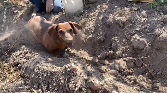 Картофеле копалка усиленная Полтавская•Дизельный мотоблок Weima•2019г• 4K_2160p. смотреть онлайн