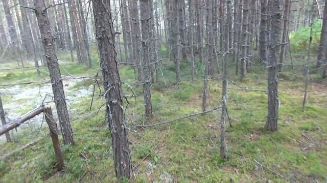 СТОЛЬКО ГРИБОВ Я ЕЩЕ НЕ ВИДЕЛ / ОДНИ БЕЛЫЕ / ГРИБЫ 2021 / ТИХАЯ ОХОТА / ГРИБНОЙ ПРОМЫСЕЛ смотреть онлайн