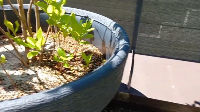 Clethra alnifolia und Clethra Pink Spire смотреть онлайн