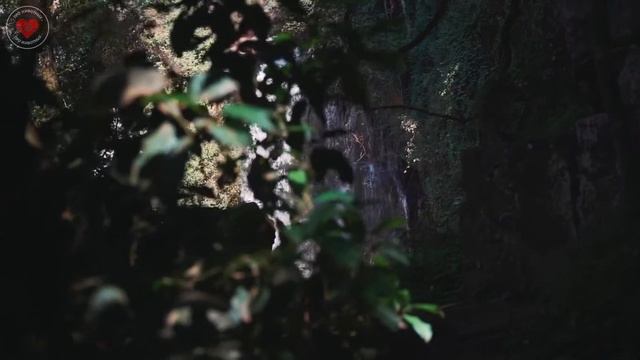 ОТРАВЛЕНИЕ. ЧТО ДЕЛАТЬ? КАК СПАСТИ ЖИВОТНОЕ? смотреть онлайн