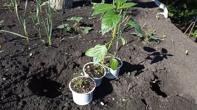 Посадка на даче мелкоплодной земляники Александрия смотреть онлайн