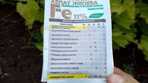 Виноград. Что делать, если у кустарников желтеют   листья .