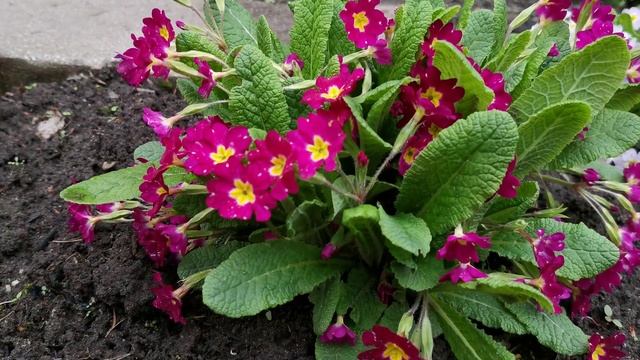 Яркая примула Фуксия, еще один цветок весны смотреть онлайн