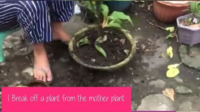 Calathea | Dottie Propagation