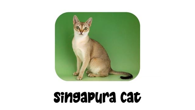 Cat Breeds Part 4 | Types Of Cats Part 4 смотреть онлайн