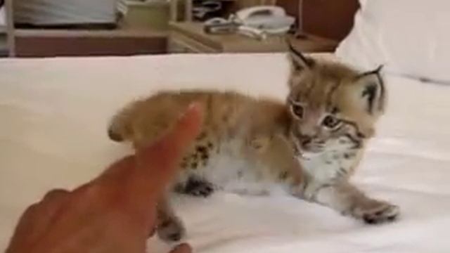 matis the lynx cub смотреть онлайн