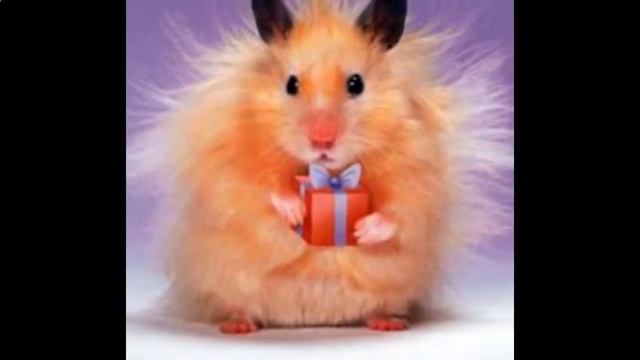 Интересные поздравления на день рождения шуточные Ссылка под роликом смотреть онлайн