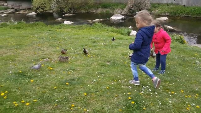 Утка или гусь смотреть онлайн