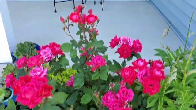 Amazing Fertilizers For The Roses & Any Kind Of Plants [egg Shell & Banana Peel]