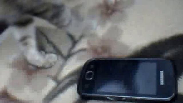 кіт вміє танцювати під музику нежно-нежно целуй меня смотреть онлайн