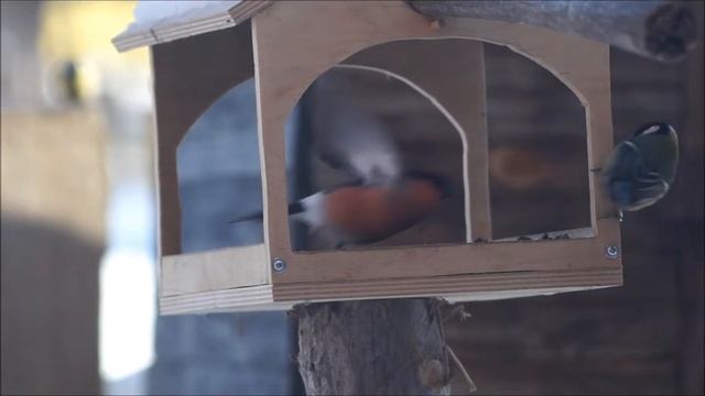 Эпичное сражение за семечки смотреть онлайн