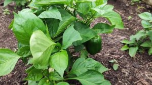 СЕГОДНЯ В РАССТРОЙСТВЕ 🤦СОБРАЛА УРОЖАЙ..