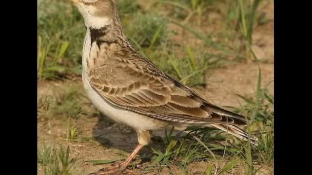 Степной жаворонок(Джурбай)(steppe bird) 1 смотреть онлайн
