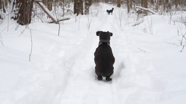 Щеночки на прогулке. Зима, лес и паттердейл терьеры. Patterdale terrier. смотреть онлайн
