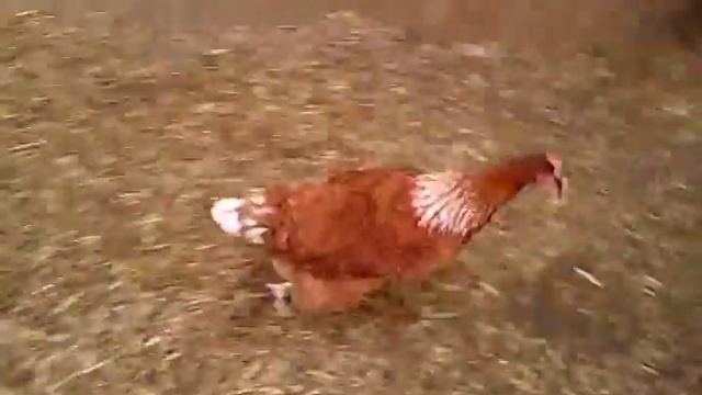 Курицы дерутся за рыбу смотреть онлайн