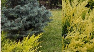 Можжевельник голубой жёлтый стелящийся.