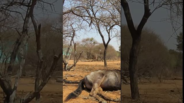 Recovery | Blue Wildebeest | Arrowhead Africa | #short | 10 смотреть онлайн