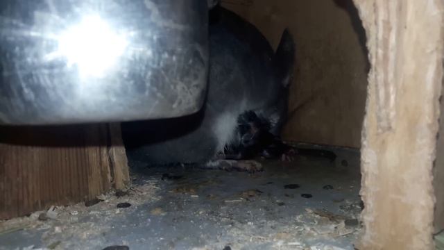 Роды у Шиншиллы!!! Как рожает Шиншилла! -Birth In Chinchilla!!! As Chinchilla Is In Labor!