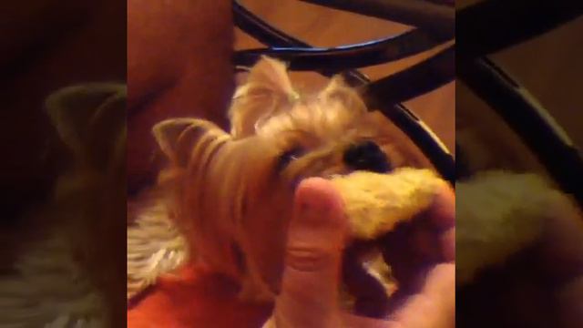 Йорки. Зимой - мясо, летом - кукуруза))) смотреть онлайн