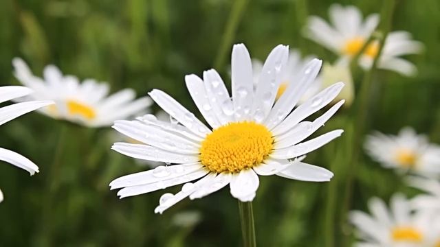 Campo di fiori in Primavera, Suoni della natura, Uccellini e campane del pascolo, Rilassante смотреть онлайн