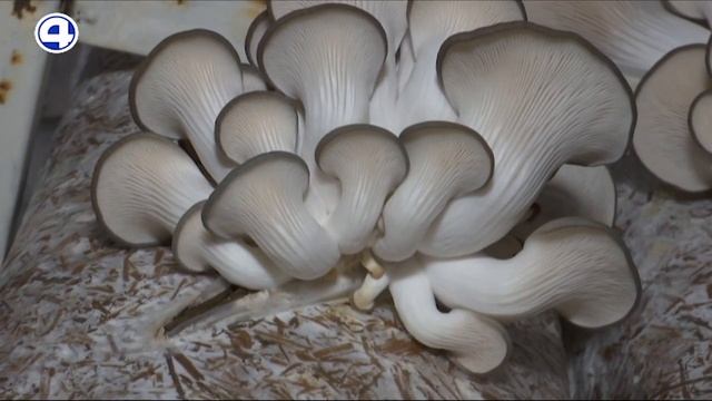 Грибная ферма смотреть онлайн