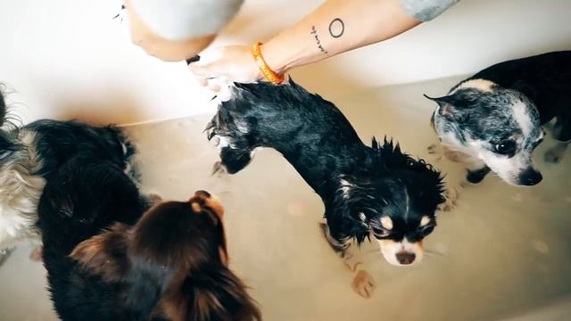 ТОП полезный совет по мытью собак!!!! смотреть онлайн