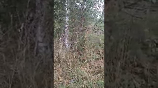 Ягтерьер поймал кота смотреть онлайн