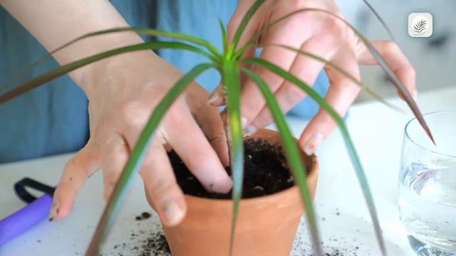 Dragon Tree (Dracaena Marginata) Care Guide смотреть онлайн
