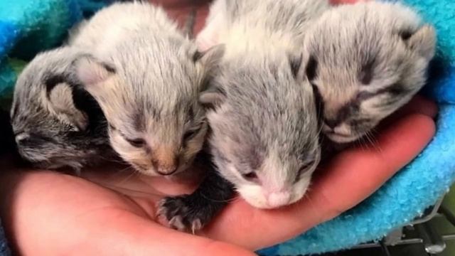 Кошка родила серых котят, но их настоящий цвет проявился только спустя время смотреть онлайн