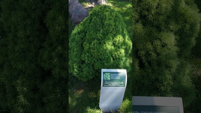 Ель Сизая Коника. смотреть онлайн