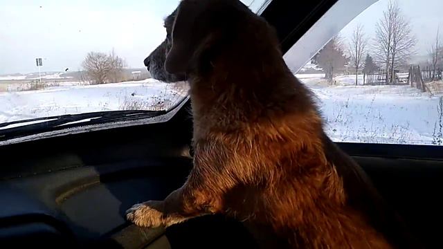 Чапик - Бритонский Бассет. Следит за дорогой внимательней, чем иной водитель. смотреть онлайн