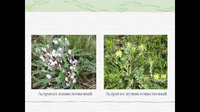 Экологическая обстановка степей смотреть онлайн