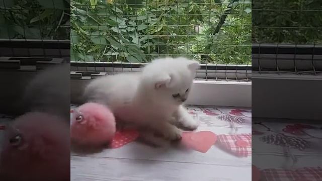 Британская серебристая шиншилла Happy смотреть онлайн