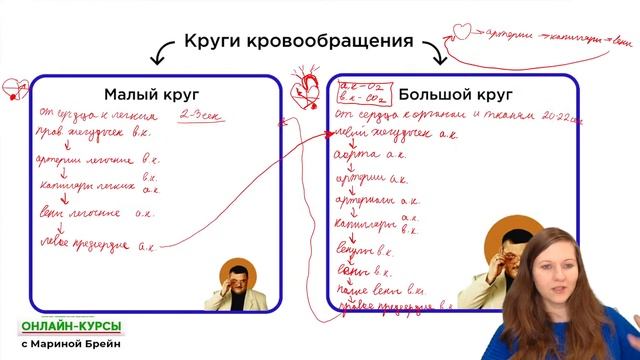 КРОВЕНОСНАЯ СИСТЕМА | ЕГЭ | ОГЭ + ПРАКТИКА смотреть онлайн