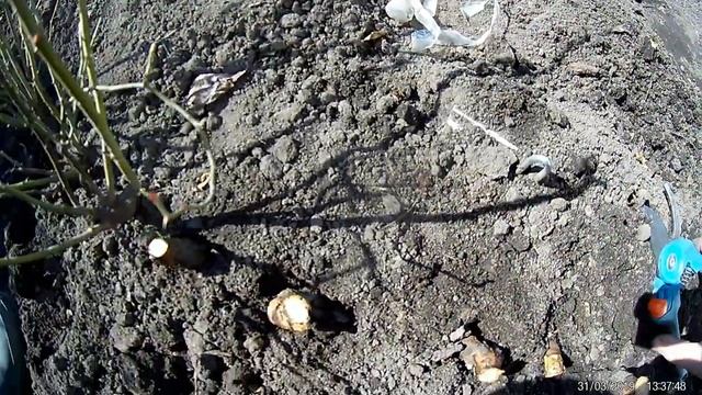 летняя прививка роз снятие обвязки и обрезка подвоя смотреть онлайн