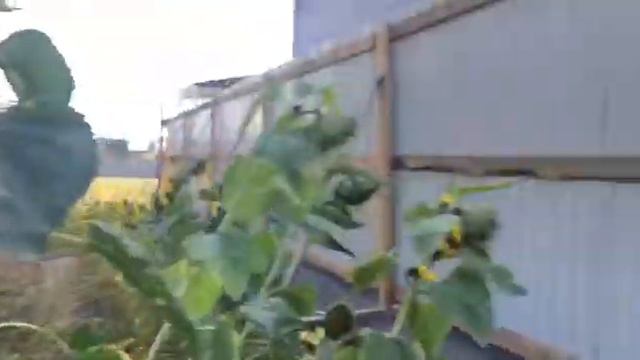 "Мы смотрим в окно и видим синий забор"Александр Курдюмов встретился с жильцами Металлистов 5а. смотреть онлайн