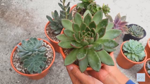 Crecimiento de mis suculentas: Parte 2 Antes y después 🤯 // Jolujim смотреть онлайн