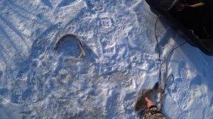 Рыбалка на сазана зимой с хапугами , рыбалка на сазана 2021 , рыбалка хапугой Результаты РОЗЫГРЫША!