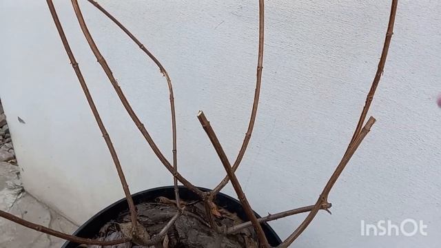 Обрезка 5-летней Ванилы Фрейз. смотреть онлайн