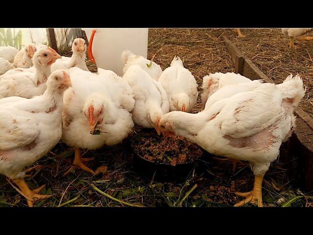 Не совершайте этих ошибок. Почему гибнут куры и цыплята. смотреть онлайн