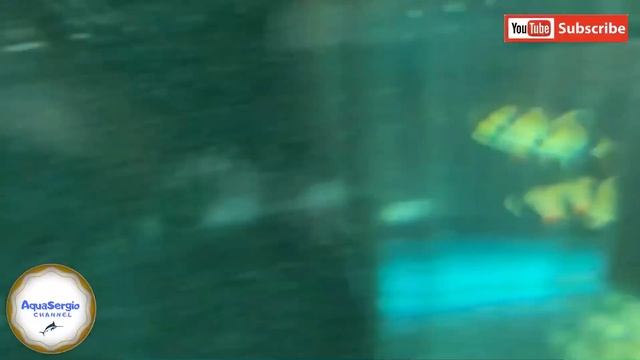 Разные рыбки в аквариум /different fish in the aquarium смотреть онлайн