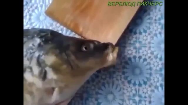 Говорящая рыба — ВИДЕО! смотреть онлайн